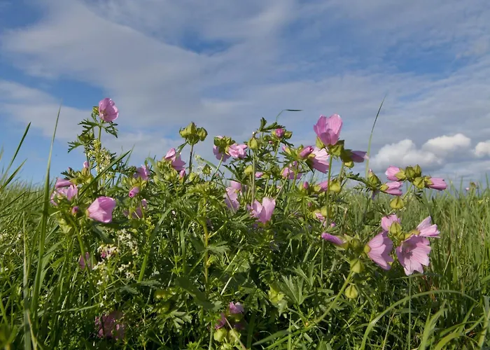 Apartamento Forest Retreat In Hambachtal Boutique *
