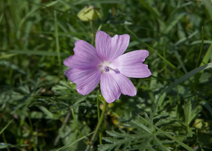 Forest Retreat In Hambachtal Boutique